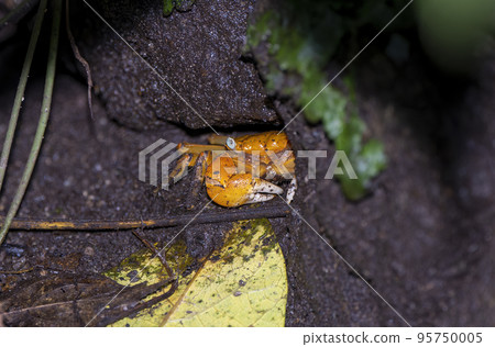 Red-clawed crab of Izu-Muroiwa cave 95750005