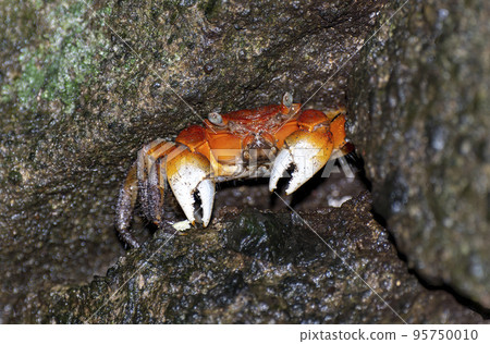 伊豆室岩洞的紅爪蟹 95750010