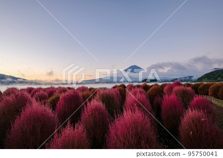 Kochia and Mount Fuji on the shore of Lake Kawaguchi in Yamanashi Prefecture in the early morning 95750041