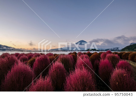 清晨山梨縣河口湖畔的地膚和富士山 清晨山梨縣河口湖畔的地膚和富士山 95750043