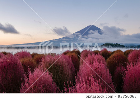 清晨山梨縣河口湖畔的地膚和富士山 95750065