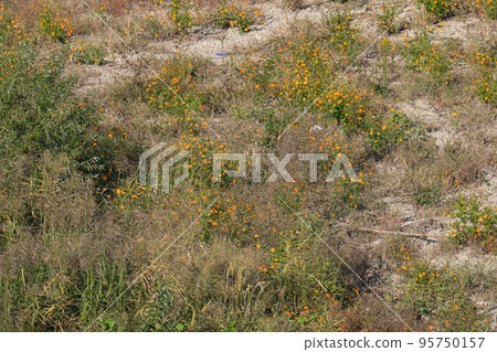 Mukogawa riverbed Mukogawa riverbed 95750157