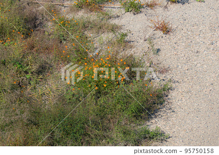 Mukogawa riverbed Mukogawa riverbed 95750158