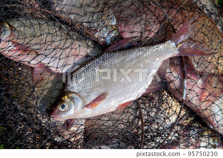 Single freshwater white bream or silver bream on keepnet with bronze breams or carp breams on green grass on natural background.. 95750230