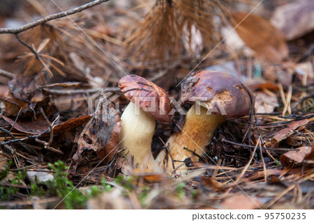 Double mushroom imleria badia commonly known as the bay bolete or boletus badius growing in pine tree forest.. 95750235