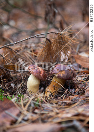 Double mushroom imleria badia commonly known as the bay bolete or boletus badius growing in pine tree forest.. Double mushroom imleria badia commonly known as the bay bolete or boletus badius growing in pine tree forest.. 95750236