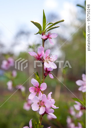 Pink flowers of the peach blossoms in garden at spring day.. 95750246