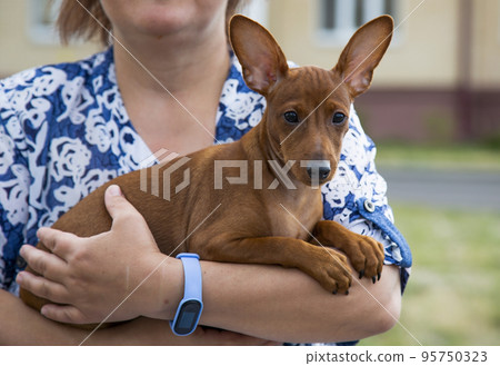 A woman holds a small puppy dog in her arms. A woman holds a small puppy dog in her arms. 95750323