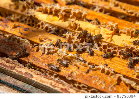Open hive showing the bees swarming on a honeycomb.. Open hive showing the bees swarming on a honeycomb.. 95750394