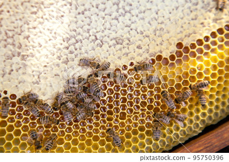Working bees on the yellow honeycomb with sweet honey.. Working bees on the yellow honeycomb with sweet honey.. 95750396