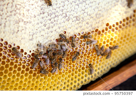 Working bees on the yellow honeycomb with sweet honey.. Working bees on the yellow honeycomb with sweet honey.. 95750397