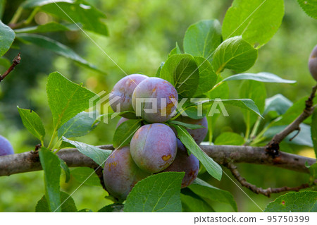 Plum tree branch with ripe juicy fruits on sunset light.. 95750399