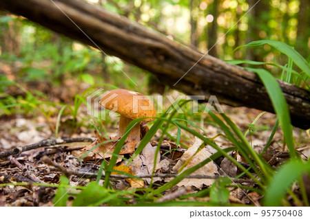 Boletus mushroom in the wild. Porcini mushroom grows on the forest floor at autumn season.. Boletus mushroom in the wild. Porcini mushroom grows on the forest floor at autumn season.. 95750408