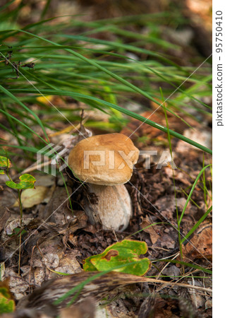 Boletus mushroom in the wild. Porcini mushroom grows on the forest floor at autumn season.. Boletus mushroom in the wild. Porcini mushroom grows on the forest floor at autumn season.. 95750410