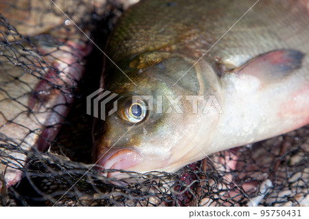 Close up view of big freshwater common bream fish on keepnet.. 95750431