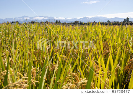 收割附近的稻穗和北阿爾卑斯山 95750477