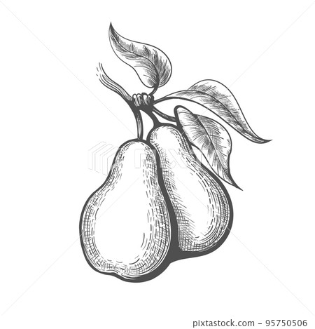 Pear engraving illustration Pear engraving illustration 95750506