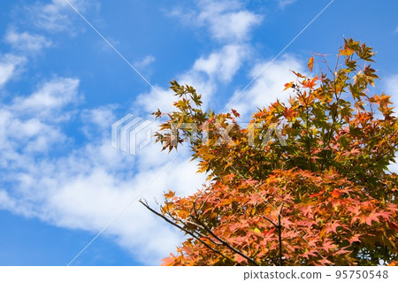 Sunny autumn sky and trees with autumn leaves Sunny autumn sky and trees with autumn leaves 95750548