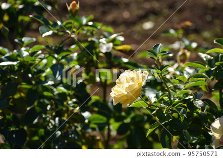 Yellow autumn roses Yellow autumn roses 95750571