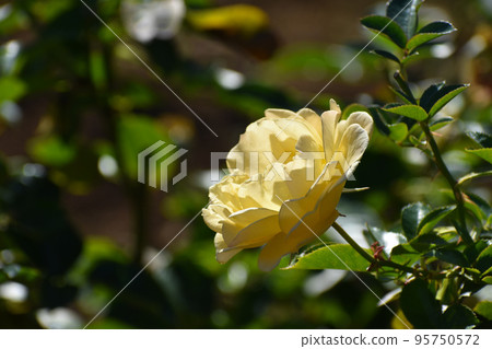 Yellow autumn roses 95750572
