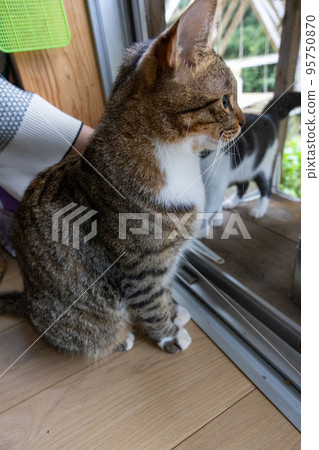 Domestic cat Cat standing by the window Aluminum sash window 95750870