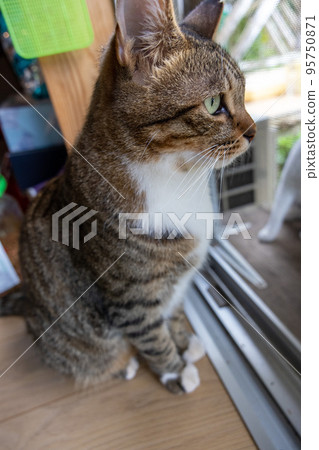 Domestic cat Cat standing by the window Aluminum sash window 95750871