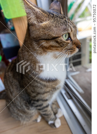Domestic cat Cat standing by the window Aluminum sash window 95750872