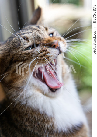 Cute yawning cat Big yawn 95750873