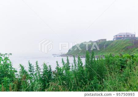 blurred seashore landscape, focus on near grass blurred seashore landscape, focus on near grass 95750993