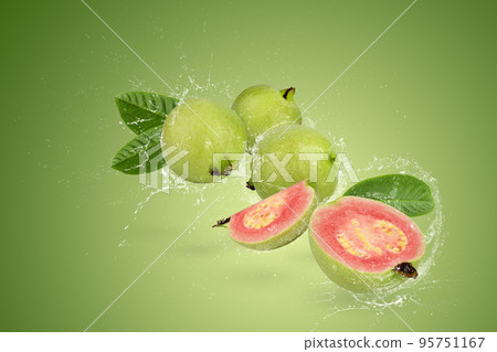 Water splashing of Guava fruit with pink juicy flesh and a strong sweet aroma with green leaf on a Green background 95751167