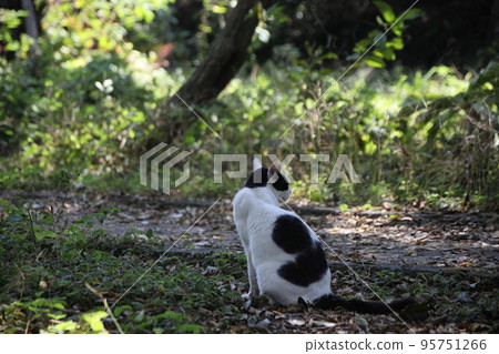 cat looking back the way it came 95751266