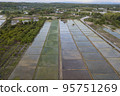 Aerial Top view from drone of the beautiful paddy fields with velvet green young sprouts in Balinese village. The traditional method for cultivating rice with flood the fields after setting young 95751269