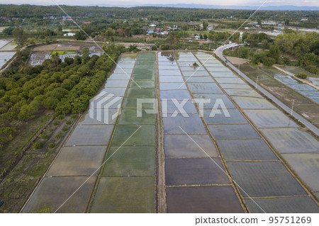 Aerial Top view from drone of the beautiful paddy fields with velvet green young sprouts in Balinese village. The traditional method for cultivating rice with flood the fields after setting young Aerial Top view from drone of the beautiful paddy fields with velvet green young sprouts in Balinese village. The traditional method for cultivating rice with flood the fields after setting young 95751269