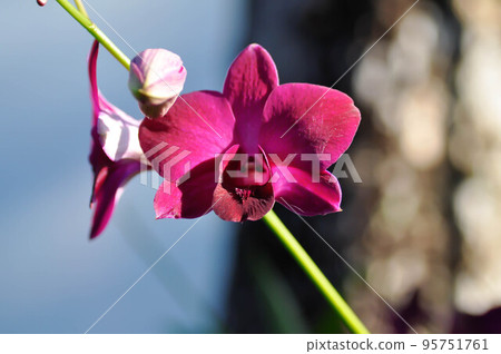 red orchid, red flowers or Bulbophyllum or dendrobium orchid or Dendrobium sp or ORCHIDACEAE red orchid, red flowers or Bulbophyllum or dendrobium orchid or Dendrobium sp or ORCHIDACEAE 95751761