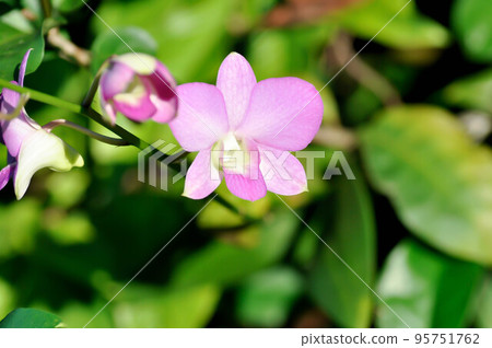 pink orchid flower or purple orchid, purple flowers or Bulbophyllum or dendrobium orchid or Dendrobium sp or ORCHIDACEAE 95751762
