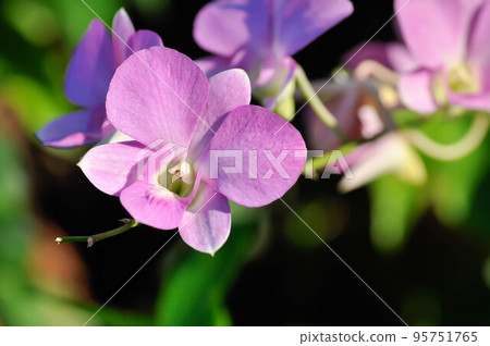 pink orchid flower or purple orchid, purple flowers or Bulbophyllum or dendrobium orchid or Dendrobium sp or ORCHIDACEAE 95751765