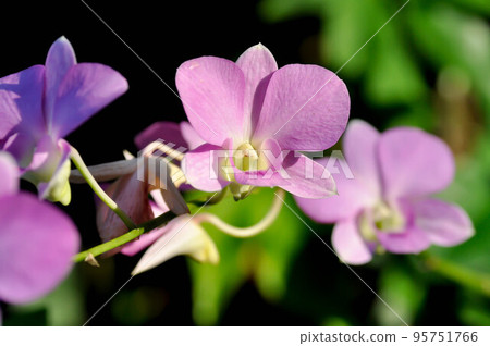 pink orchid flower or purple orchid, purple flowers or Bulbophyllum or dendrobium orchid or Dendrobium sp or ORCHIDACEAE pink orchid flower or purple orchid, purple flowers or Bulbophyllum or dendrobium orchid or Dendrobium sp or ORCHIDACEAE 95751766