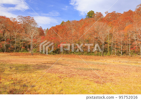 Amou Prefectural Natural Park and Amou Wetland with autumn foliage at their best Amou Prefectural Natural Park and Amou Wetland with autumn foliage at their best 95752016