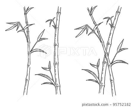 Bamboo trees with leaf. Vintage engrave. Isolated on white Bamboo trees with leaf. Vintage engrave. Isolated on white 95752182