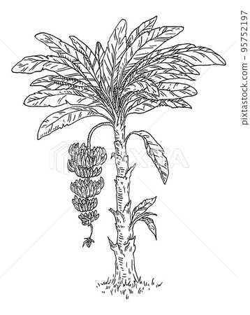 Palm fresh banana with branch and flower. Vintage vector engraving black monochrome 95752197