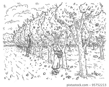 Woman and man harvesting the apple in garden. Engraving black vintage 95752213