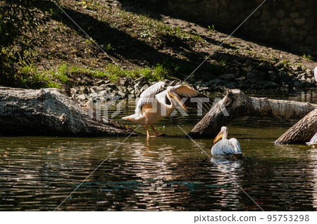 Pelican sits on a log and is heated in the sun 95753298