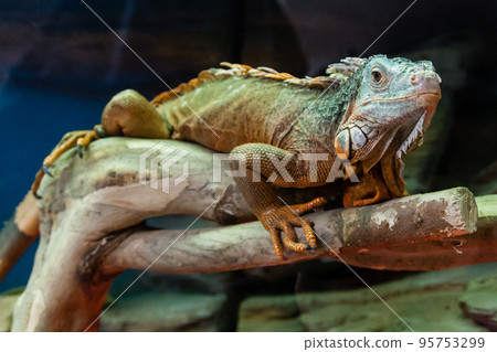 The iguana lizard sits on a close-up branch 95753299