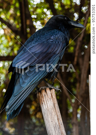 Big Black Raven sitting on a close-up branch 95753301