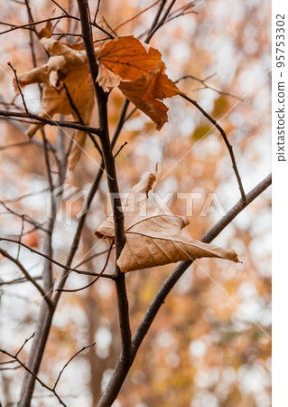 Withered autumn leaves on a tree branch 95753302