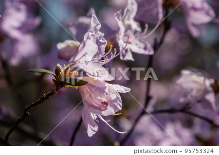 Macro of a branch of Ledum flower Macro of a branch of Ledum flower 95753324