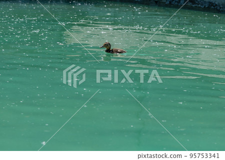 Small duckling floating on water 95753341