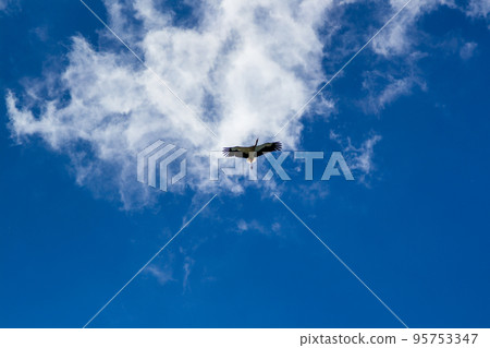 Stork soaring in the blue sky with white clouds Stork soaring in the blue sky with white clouds 95753347
