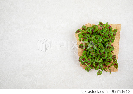 Red veined microgreen sorrel leaves 95753640