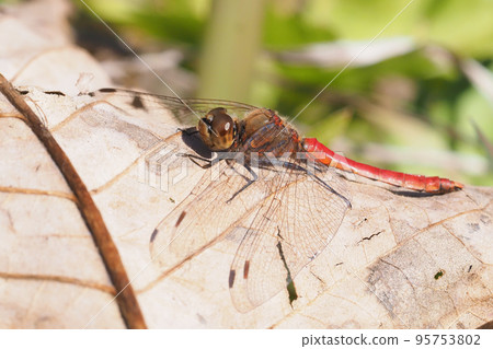Sympetrum frequens (male) in winter 95753802